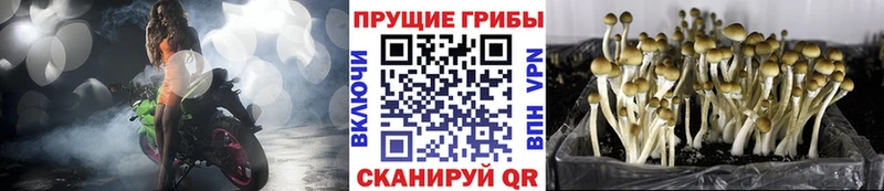 дарнет шоп  Новая Ляля  Галлюциногенные грибы Magic Shrooms 